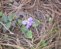 viola papilionacea.jpg